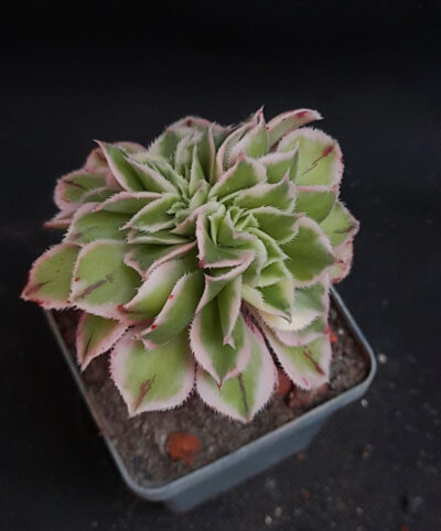 Aeonium sunburst cristata