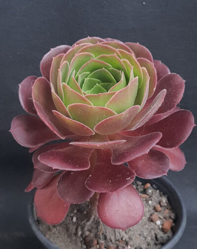 Aeonium velour