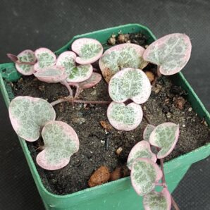 Ceropegia Woodii variegata | 21