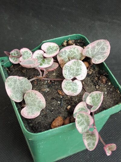 Ceropegia Woodii variegata
