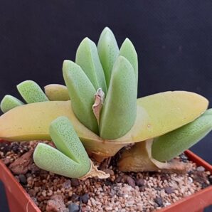 Cheiridopsis purpurea | 21