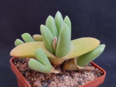 Cheiridopsis purpurea