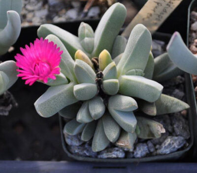Cheiridopsis purpurea - Зображення 2