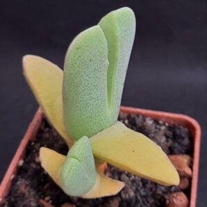 Cheiridopsis purpurea | 22