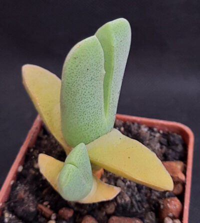 Cheiridopsis purpurea