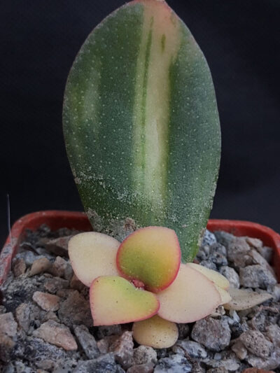 Crassula ovata Solana