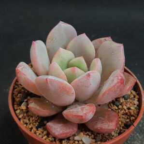 Echeveria Dondo