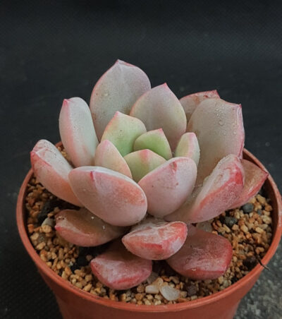 Echeveria Dondo