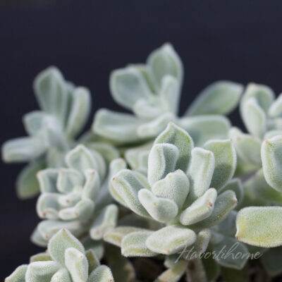 Echeveria pulvinata Frosty