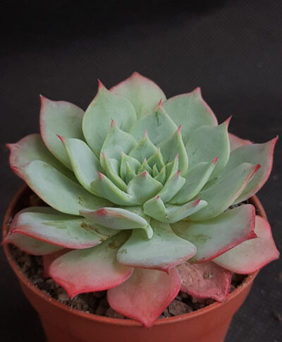 Echeveria sp.
