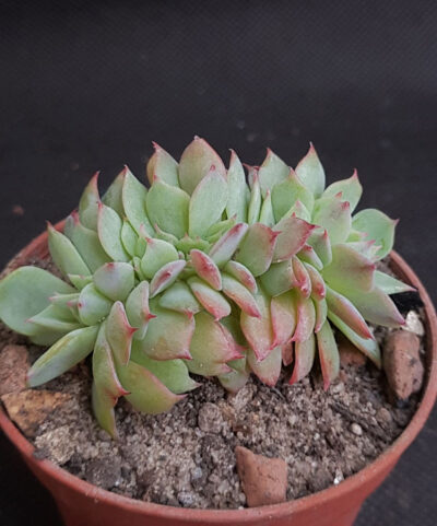 Echeveria sp. cristata