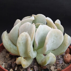 Echeveria Topsy Turvy