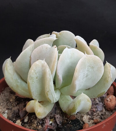 Echeveria Topsy Turvy
