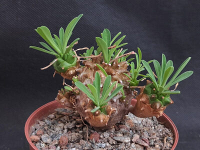 Euphorbia Juglans