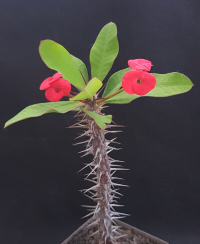 Euphorbia milii