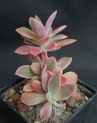 Graptoveria Fred Ives crist
