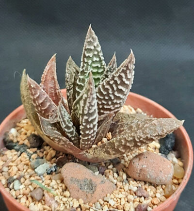 Haworthia limifolia striata