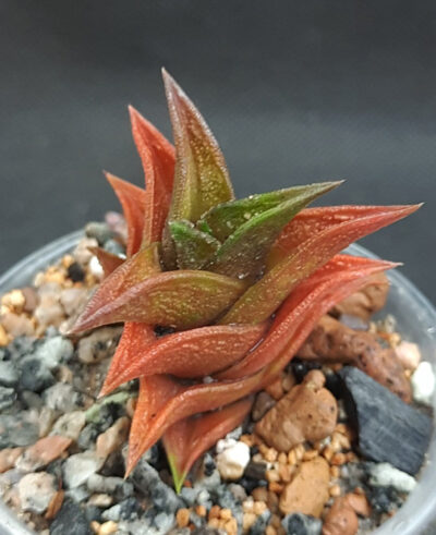 Haworthia viscosa