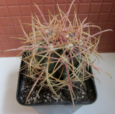 FEROCACTUS ACANTHODES