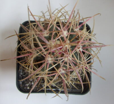 FEROCACTUS ACANTHODES - Зображення 2