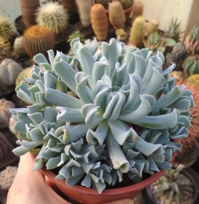 Echeveria Topsy Turvy