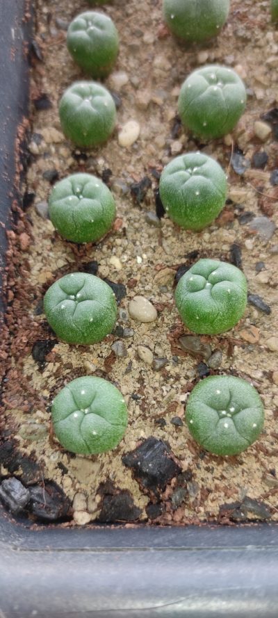 lophophora diffusa RS 507 ( лот 213 )