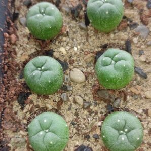 lophophora diffusa RS 507 ( лот 213 ) | 53