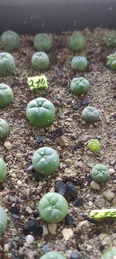 lophophora decipiens ( лот 214 )