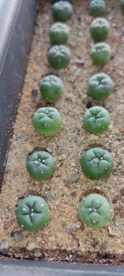 lophophora Diffusa v swobodae JJH0010296 ( лот 217 )