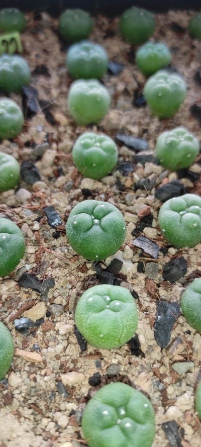 lophophora diffusa RS 476 ( лот 222 )