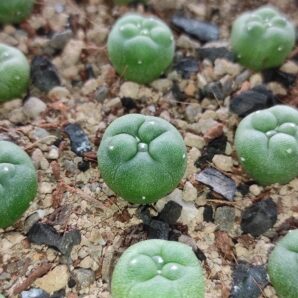 lophophora diffusa RS 476 ( лот 222 ) | 54