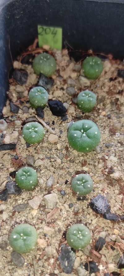 lophophora fricii El Amparo, Coa ( лот 204 )