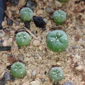 lophophora fricii El Amparo, Coa ( лот 204 ) | 53