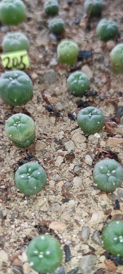 lophophora fricii MK 27.82 ( лот 205 )
