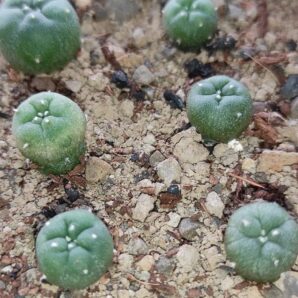 lophophora fricii MK 27.82 ( лот 205 ) | 61