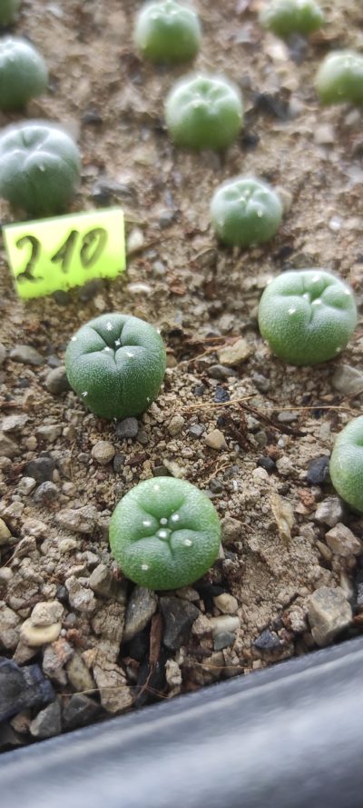 lophophora fricii RS 404 ( лот 210 )