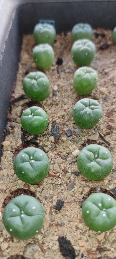 lophophora fricii, Haberman, Viesca Coah ( лот 226 )