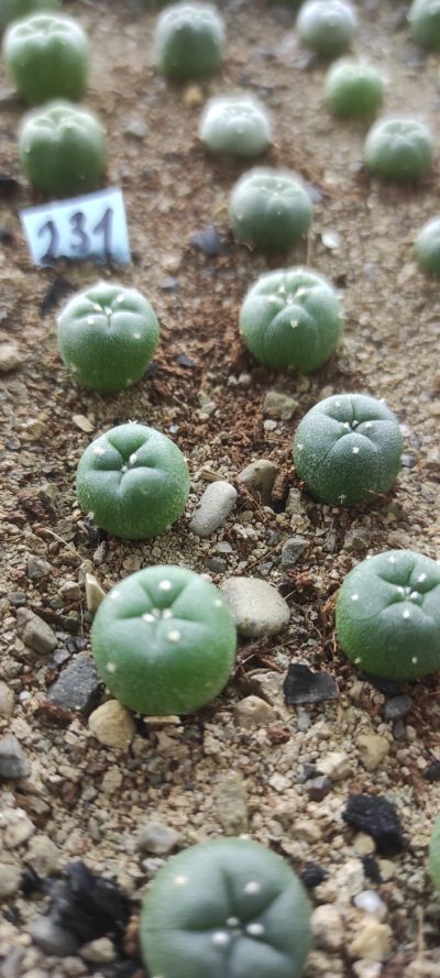 lophophora fricii f gigantea KS198 ( лот 231 )