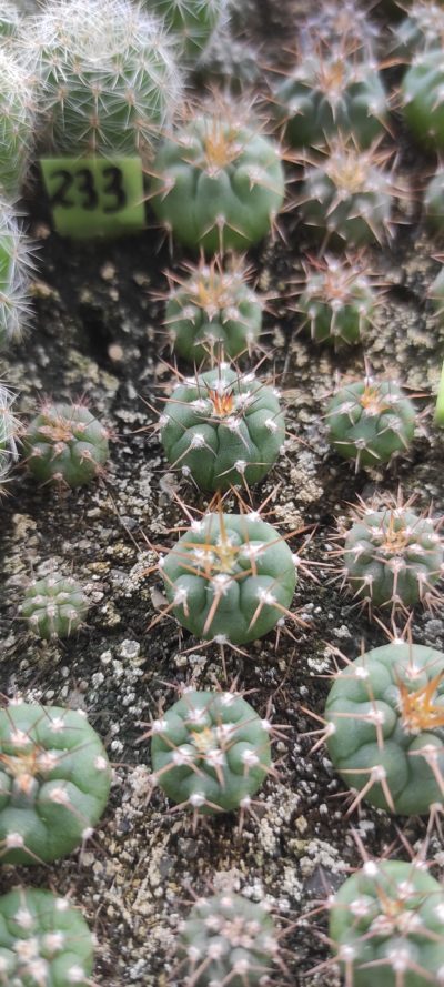 gymnocalycium spegazinii ( лот 233 )