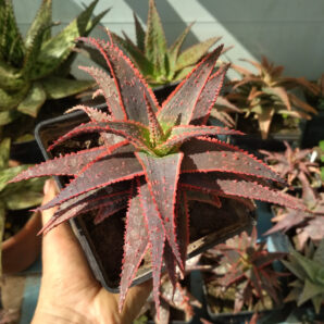 aloe Crismas keroll | 7