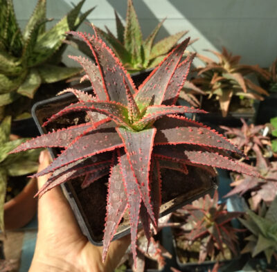 aloe Crismas keroll