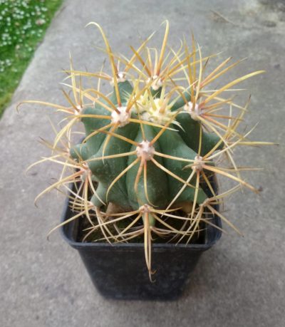FEROCACTUS ACANTHODES