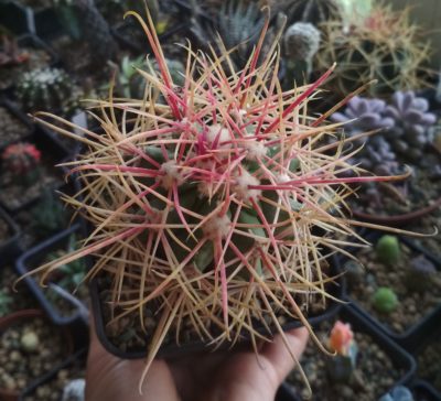 FEROCACTUS ACANTHODES