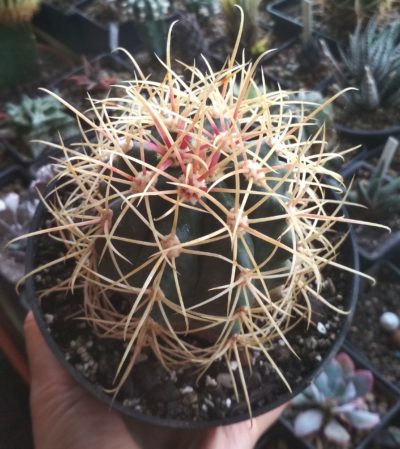 FEROCACTUS ACANTHODES