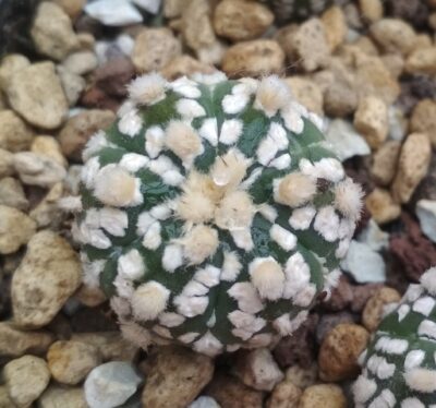 Аstrophytum super kabuto