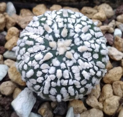 Аstrophytum super kabuto
