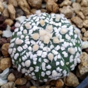 Аstrophytum super kabuto | 6