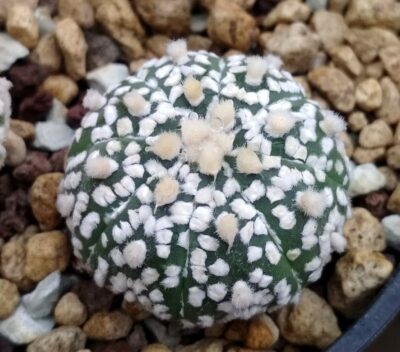 Аstrophytum super kabuto