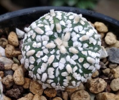 Аstrophytum super kabuto