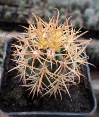 Ferocactus chrysacanthus